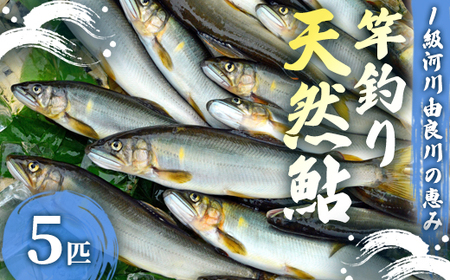 [2025年夏発送]天然鮎 竿釣り 5匹 (17〜23cm) [ あゆ 鮎 アユ 竿釣り鮎 天然鮎 生鮎 鮎 ]