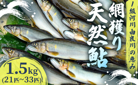 【2026年夏発送】 天然鮎 網獲り 約1.5kg（約21匹〜33匹）
