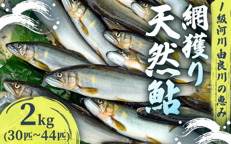 【2026年夏発送】 天然鮎 網獲り 約2kg（約30匹〜44匹）