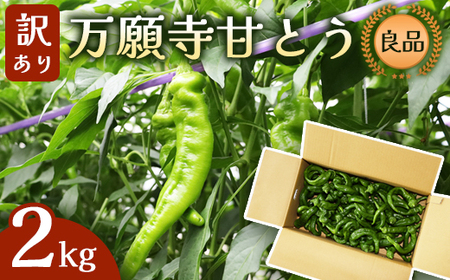 [訳あり] 万願寺甘とう 良品 2kg | 訳あり野菜 万願寺あまとう 万願寺とうがらし 京野菜