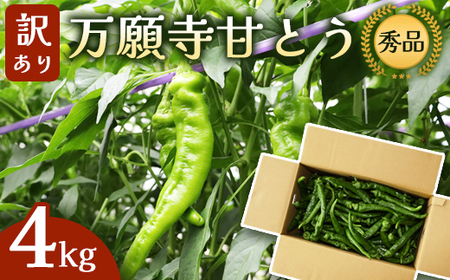 [訳あり] 万願寺甘とう 秀品 4kg | 訳あり野菜 万願寺あまとう 万願寺とうがらし 京野菜