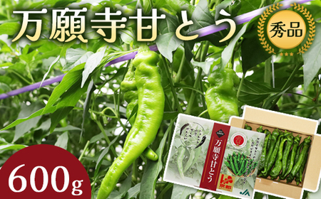 万願寺甘とう 秀品 600g [ 京野菜 野菜 地場野菜 京野菜 万願寺甘とう ]