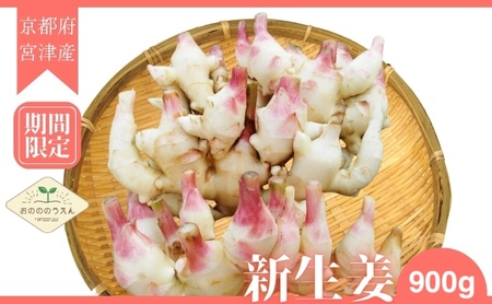 新生姜 京都府宮津産 25年発送分受付_新生姜 900g 生姜 しょうが ショウガ 野菜 薬味 瑞々しい 甘酢漬け 宮津市 京都府