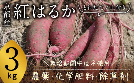 京都府産 サツマイモ (紅はるか) 3kg 栽培期間中農薬・化学肥料・除草剤不使用
