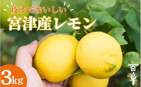宮津産 レモン 3kg 国産 檸檬 柑橘類 果物 くだもの フルーツ 京都府 宮津市