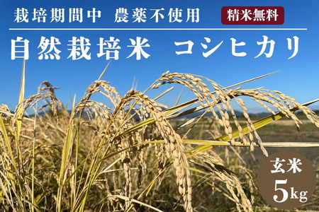 [先行予約]自然栽培米 コシヒカリ 玄米 5kg 京都府・亀岡産 令和6年産 栽培期間中農薬不使用 亀岡オーガニックアクションがお届け※離島への配送不可※2024年11月以降順次発送予定