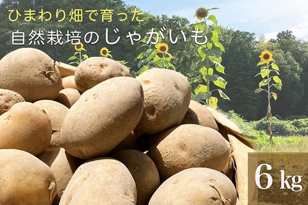 ひまわり畑で育った自然栽培のじゃがいも 6kg 京都府・亀岡産 かたもとオーガニックファームよりお届け | 訳あり じゃがいも 芋 小さめ サイズ小 野菜 産地直送 ※離島への配送不可