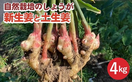 [期間限定]自然栽培のしょうが 4kg 新生姜と土生姜 京都 亀岡産 かたもとオーガニックファームよりお届け[生姜 野菜 産地直送 国産 健康 食品]※2024年11月上旬〜2025年1月下旬頃に順次発送予定 ※離島への配送不可