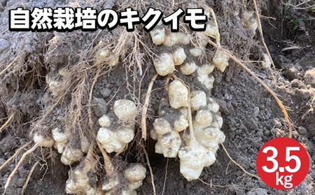 [期間限定]自然栽培のキクイモ 3.5kg 京都 亀岡産 かたもとオーガニックファームよりお届け[菊芋 野菜 産地直送 国産 健康 食品 ダイエット 芋] ※2024年11月上旬〜2025年3月下旬頃に順次発送予定 ※離島への配送不可