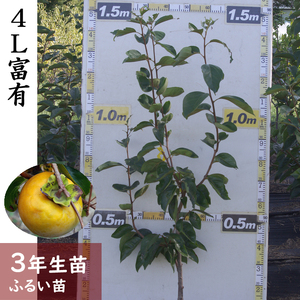 [すだ農園]3年生苗 カキ(甘柿)4L富有[ふるい苗 2023年] 苗木 接ぎ木 実がなる 庭木 大苗 果樹 ※北海道・沖縄・離島への配送不可 ※2025年11月中旬〜2026年3月下旬頃に順次発送予定