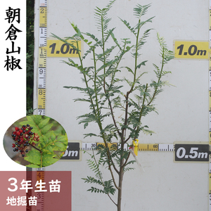 [すだ農園]3年生苗 サンショ(山椒) 朝倉山椒[地掘苗 2023年]苗木 実がなる 大苗 庭木 雌雄同株 ※北海道・沖縄・離島への配送不可 ※2025年12月上旬〜2026年4月下旬頃に順次発送予定