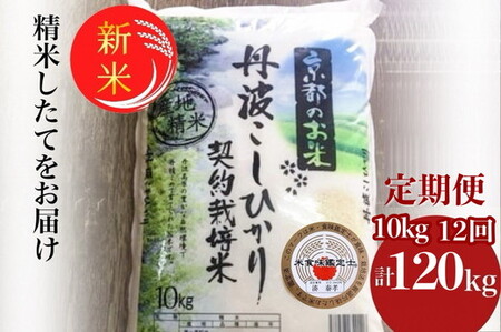 y12܂Łzy1񂨓͂zyցzߘa7NY V sOg Ђ10kg×12 v120kg