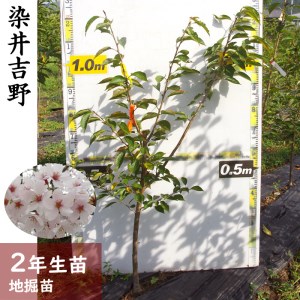 [すだ農園]2年生 苗木 ◇サクラ(桜) 染井吉野(ソメイヨシノ)[地掘苗 2023年] ※2024年11月中旬〜2025年4月頃に順次発送予定 ※北海道・沖縄・離島への配送不可