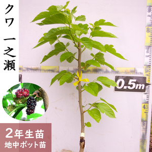 ＜すだ農園＞2年生苗 ◆ クワ(桑)一之瀬[地中ポット苗] 《果樹 果樹苗 落葉樹 苗木 くわ》 ※2024年10月下旬～2025年4月末頃に順次発送予定 ※北海道・沖縄・離島への発送不可