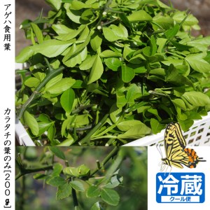 [すだ農園]アゲハ 食用葉 (食樹)◇ カラタチの葉のみ[200g入]冷蔵便 | 蝶 幼虫 餌 ※北海道・沖縄・離島への配送不可 ※2025年9月下旬頃までに順次発送予定