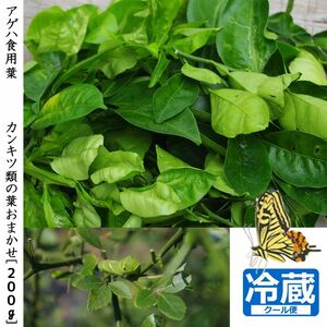 [すだ農園] アゲハ 食用葉 (食樹)◇ 柑橘類の葉 おまかせ(品種は色々)[200g入]冷蔵便 | 蝶 幼虫 餌 ※北海道・沖縄・離島への配送不可 ※2025年6月下旬〜9月下旬頃に順次発送予定