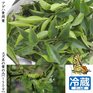[すだ農園]アゲハ 食用葉 (食樹)◇ ユズ 系の葉のみ[150g入] 冷蔵便 | 蝶 幼虫 餌 ※北海道・沖縄・離島への配送不可 ※2025年6月中旬〜9月下旬頃に順次発送予定