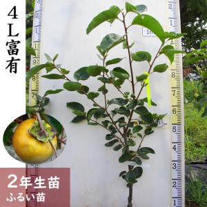 [すだ農園]2年生 苗木 ◇ カキ (甘柿) 4L富有(ふゆう)[ふるい苗 2024年] ※北海道・沖縄・離島への配送不可 ※2025年11月中旬〜2026年3月末頃に順次発送いたします
