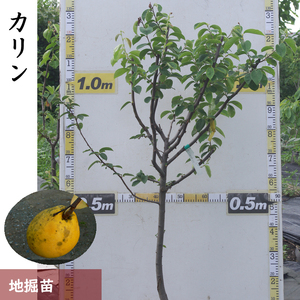 [すだ農園]3年生 苗木 ◇カリン(花梨)[地掘苗 2023年] 果樹苗木 庭木 おすすめ 育てやすい 果物 家庭菜園 記念樹 シンボルツリー 人気 庭作り 実がなる木 ※2025年12月上旬〜2026年4月下旬頃に順次発送予定 ※北海道・沖縄・離島への配送不可