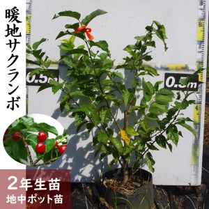 [すだ農園]2年生 苗木 ◇暖地さくらんぼ [地中ポット苗 2024年] ※2025年12月上旬〜2026年5月下旬頃に順次発送 ※北海道・沖縄・離島への配送不可
