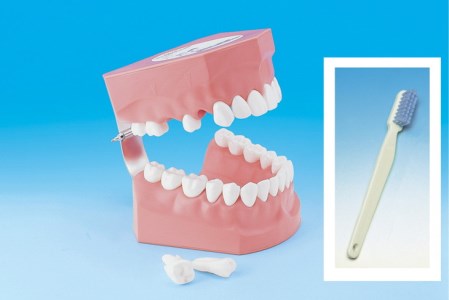 歯の模型 歯磨き指導用 大型モデル(永久歯列 歯ブラシ付)[歯 模型 歯列模型 歯模型 顎模型 2倍大] ※着日指定不可
