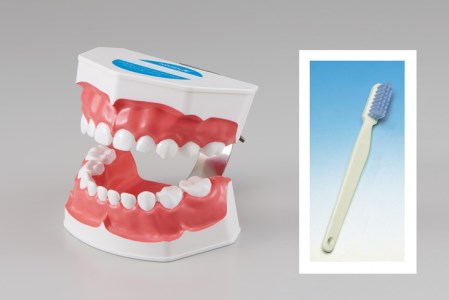 歯の模型 歯磨き指導用 大型モデル(乳歯列 歯ブラシ付)[歯 模型 歯列模型 歯模型 顎模型 2倍大] ※着日指定不可