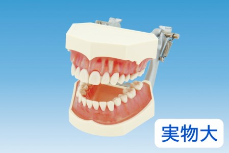 歯の模型 歯磨き指導用 実物大モデル(歯着脱可)[歯 模型 歯列模型 歯模型 顎模型 歯医者使用 教材] ※着日指定不可