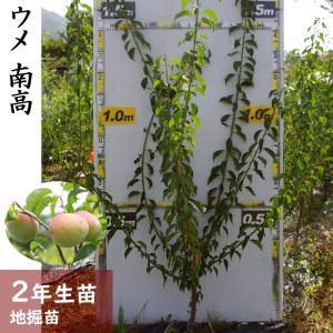 [すだ農園]2年生 苗木◇ウメ(実梅) 南高[地掘苗 2024年] ※2025年11月中旬〜2026年4月下旬頃に順次発送予定 ※北海道、沖縄、離島への配送不可