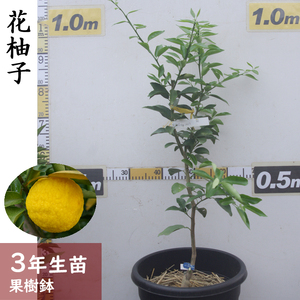 訳あり[すだ農園]3年生 苗木 ◇柑橘類 花柚子(ハナユ・花ユズ) [果樹鉢苗 2023年] ※北海道・沖縄・離島への配送不可
