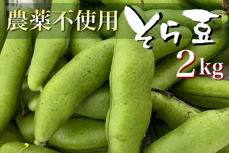 [2025年産 予約]甘〜い そら豆 2kg[期間限定]京都府・亀岡産 自然栽培のかたもとオーガニックファームよりお届け ※2025年4月末頃〜6月初旬に順次発送予定 ※離島への配送不可