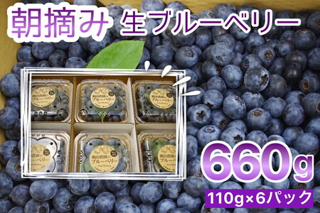 [訳あり]朝摘み ブルーベリー 生果実 660g ブルーベリー ブルーベリー ブルーベリー ブルーベリー ブルーベリー
