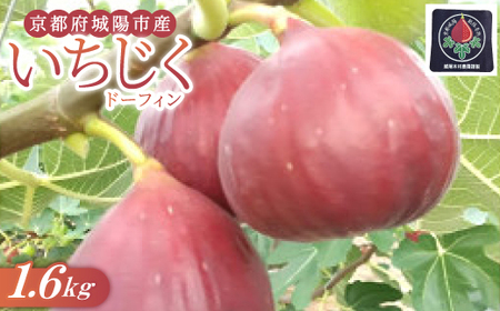 ���s�{��z�s�̂�������(�h�[�t�B��) 400g×4�p�b�N �h�{���L�x�ȑ̂Ɋ������t���[�c�y�z���s�n��F�����E�k�C���E���ꌧ�E���k�z�y1635816�z