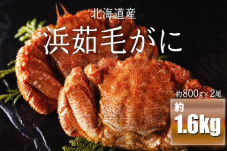 浜茹毛がに 約800g×2尾(北海道産) [ ふるさと納税 人気 おすすめ ランキング 毛がに 毛ガニ カニ かに 極上 かに味噌 おいしい 北海道 網走市 送料無料 ]