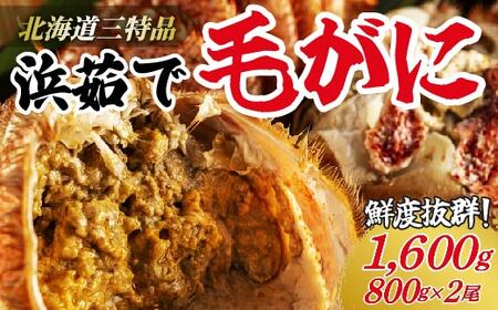 [網走産]三特浜茹で毛がに 約800g×2尾 [ ふるさと納税 人気 おすすめ ランキング 毛がに 毛ガニ 茹で毛がに 網走産 濃厚 かに味噌 北海道 網走市 送料無料 ] ABW011 かに カニ 蟹