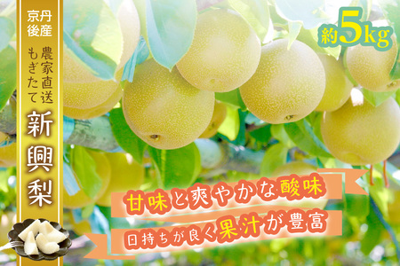 【先行予約／数量限定】京都丹後産 新興梨 5kg（2025年10月下旬～発送）