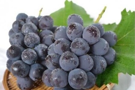 [先行予約]樹上完熟種無しピオーネ1.2kg(2〜3房)(2026年9月下旬〜発送) ふるさと納税 ぶどう ブドウ 葡萄 ふるさと納税 先行予約 ふるさと納税 フルーツ くだもの 果物