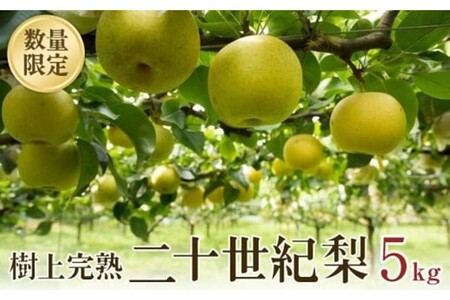 [先行予約]樹上完熟 二十世紀梨 5kg(10〜16個)(2024年8月下旬〜発送)
