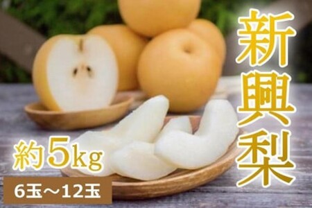 [先行予約]樹上完熟 新興梨 5kg(6〜14個)(2024年10月下旬〜発送)