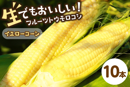 [先行予約] 生食も!高糖度!もぎたて! フルーツトウモロコシ「イエローコーン」(2025年6月下旬〜発送)