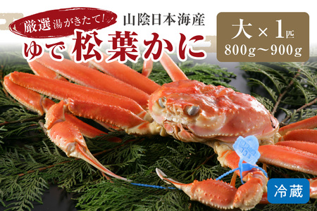 カニ ボイルガニ/かに卸問屋がお届け・自社釜ゆで!山陰沖ゆで松葉がに 800g〜900g 大サイズ(12月発送)/北畿水産 蟹 カニ かに 松葉蟹 松葉ガニ ブランド蟹 蟹味噌 カニ味噌 ボイル蟹 ボイルガニ 茹で蟹 茹でガニ