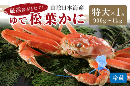 カニ ボイルガニ/かに卸問屋がお届け・自社釜ゆで!山陰沖ゆで松葉がに 900g〜1kg 特大サイズ(12月発送)/北畿水産 蟹 カニ かに 松葉蟹 松葉ガニ ブランド蟹 蟹味噌 カニ味噌 ボイル蟹 ボイルガニ 茹で蟹 茹でガニ