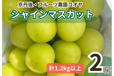 京丹後産シャインマスカット 1.2kg以上(2房入り)| シャインマスカット