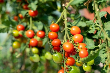 [先行予約:7月配送][てんとうむしばたけ]夏のオーガニック野菜セット 有機野菜6〜7種前後