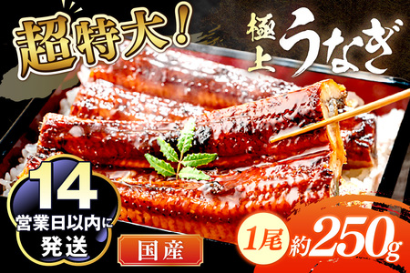 [14営業日以内発送]超特大!極上!国産うなぎ蒲焼 1尾 250g前後 [鰻の蒲焼き ウナギのかば焼き 超特大うなぎのかばやき 肉厚うなぎのカバヤキ スタミナ 土用の丑の日うなぎ 小分けうなぎ]
