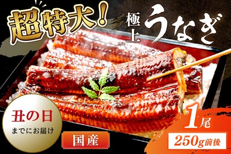 [7月30日〜8月1日配送]超特大!極上!国産うなぎ蒲焼 1尾 250g前後