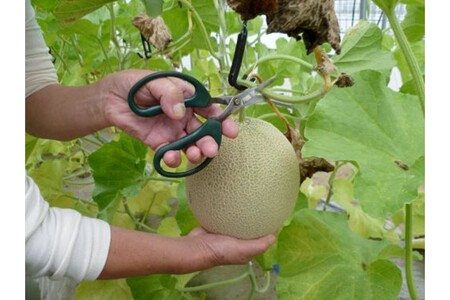 獲れたて新鮮果実!メロン狩り体験クーポン(お一人様)
