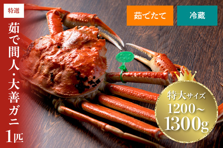 [蟹の匠 魚政]京丹後市産 未冷凍 茹で間人ガニ大善ガニ 特撰 特大サイズ(1200〜1300g) 1匹(2026年1月〜発送)