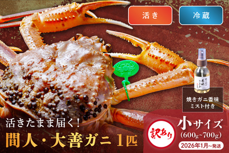 訳あり [蟹の匠 魚政]京丹後市産 活きたまま届く! 間人ガニ大善ガニ 小サイズ(600〜700g) 1匹 香味ミスト付き (2026年1月〜発送)