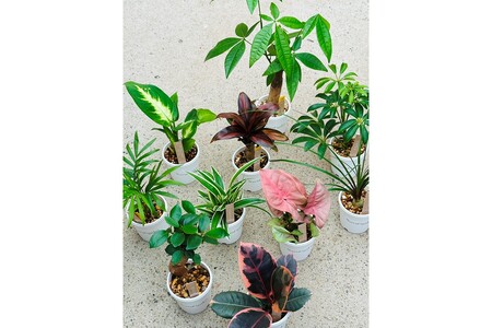 [えっ全部入り!?]京都・京丹後の専門店が厳選!観葉植物5点セット|癒しと彩りのグリーン便