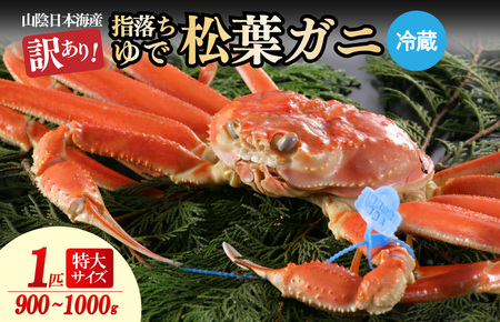 [訳あり!指落ち松葉がに]山陰沖ゆで松葉がに 900g〜1kg 特大サイズ(11月発送)/北畿水産